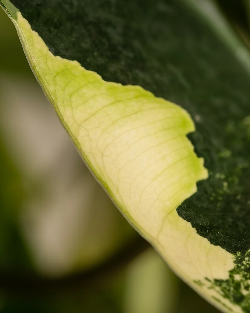 Philodendron burle marx variegata - Image 6