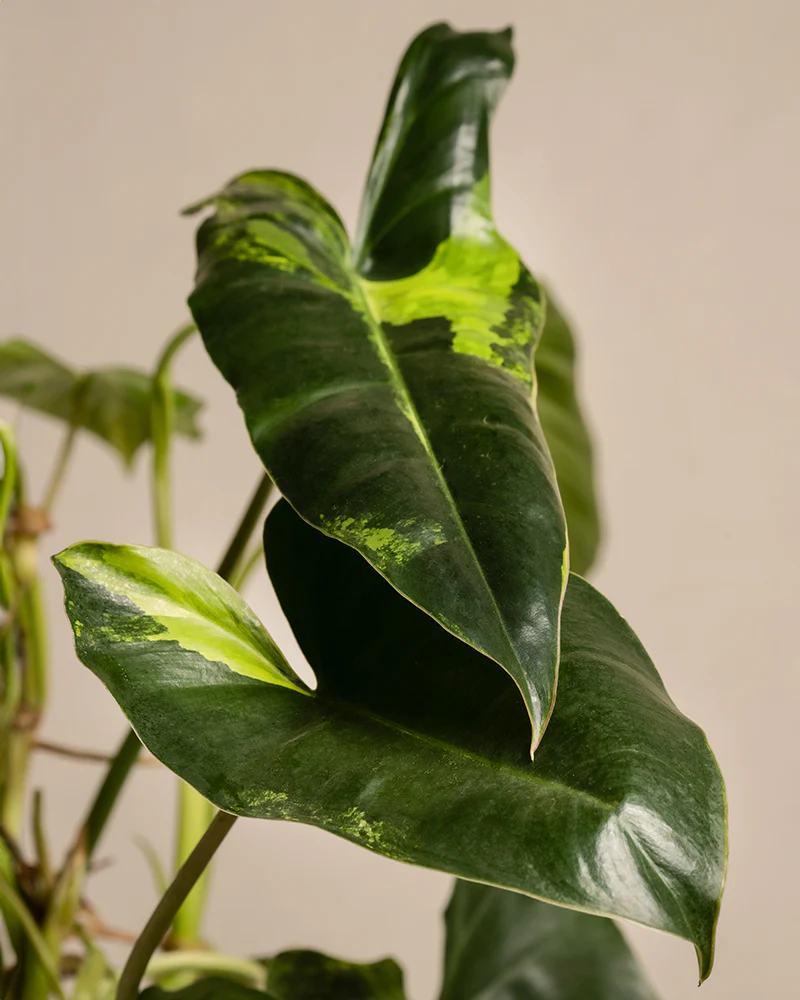 Philodendron burle marx variegata - Image 7
