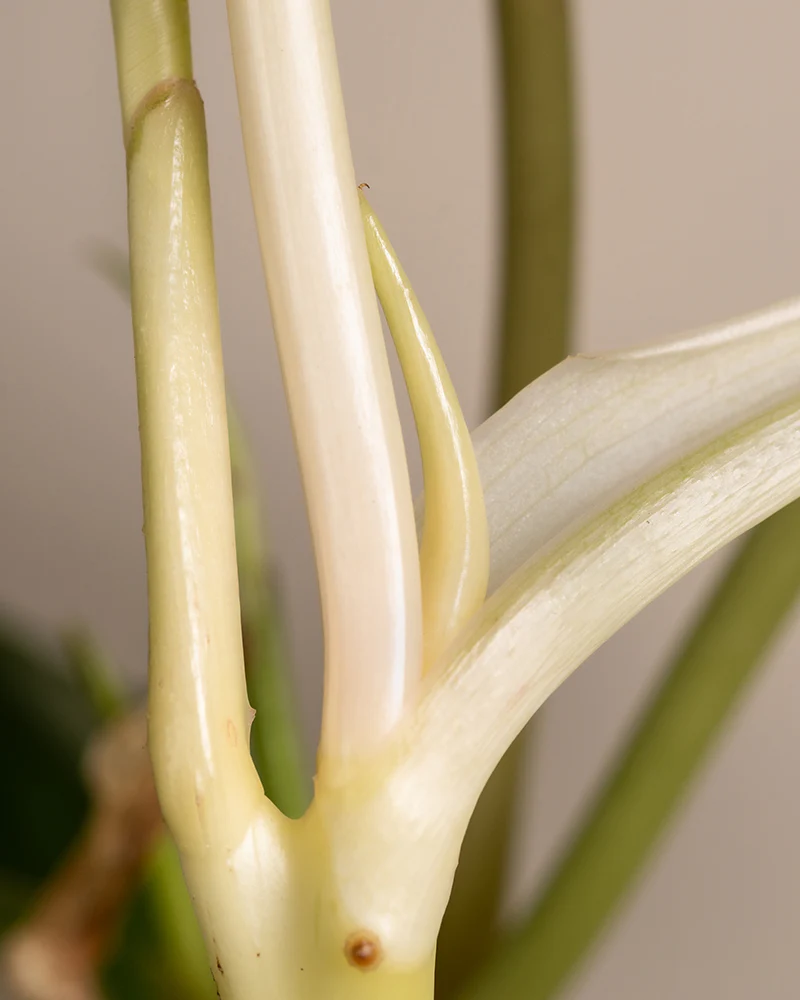 Philodendron burle marx variegata - Image 8