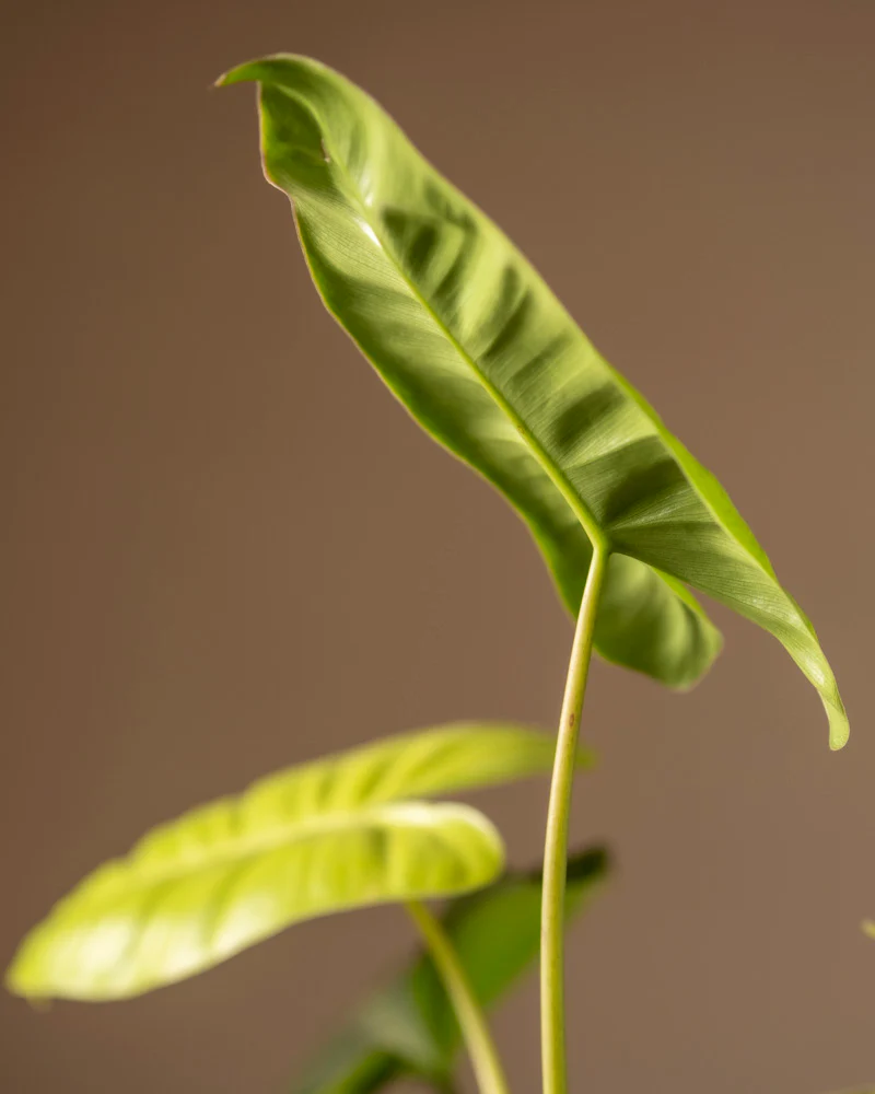 Philodendron burle marx variegata - Image 9