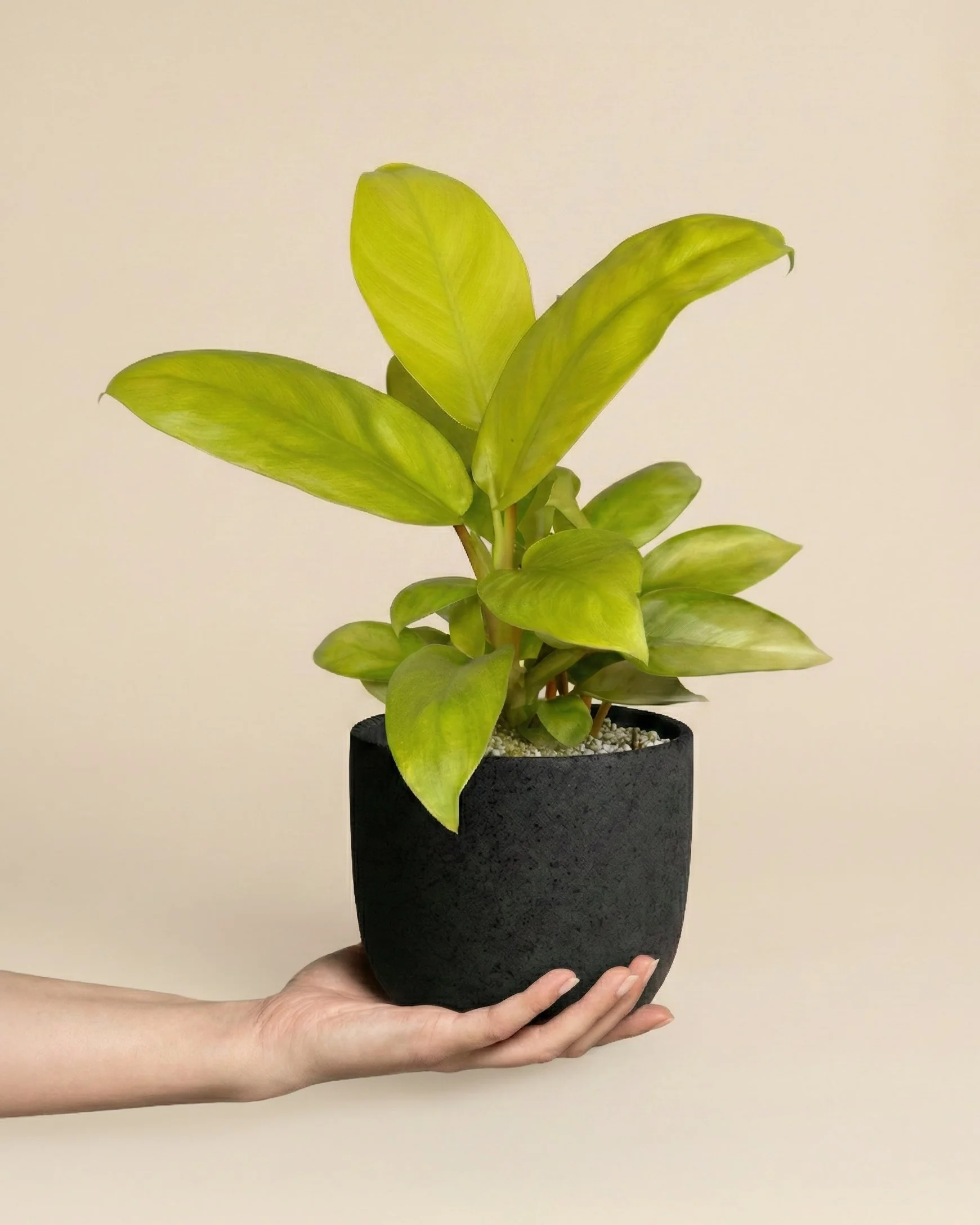 Philodendron 'Ceylon Gold' • feey