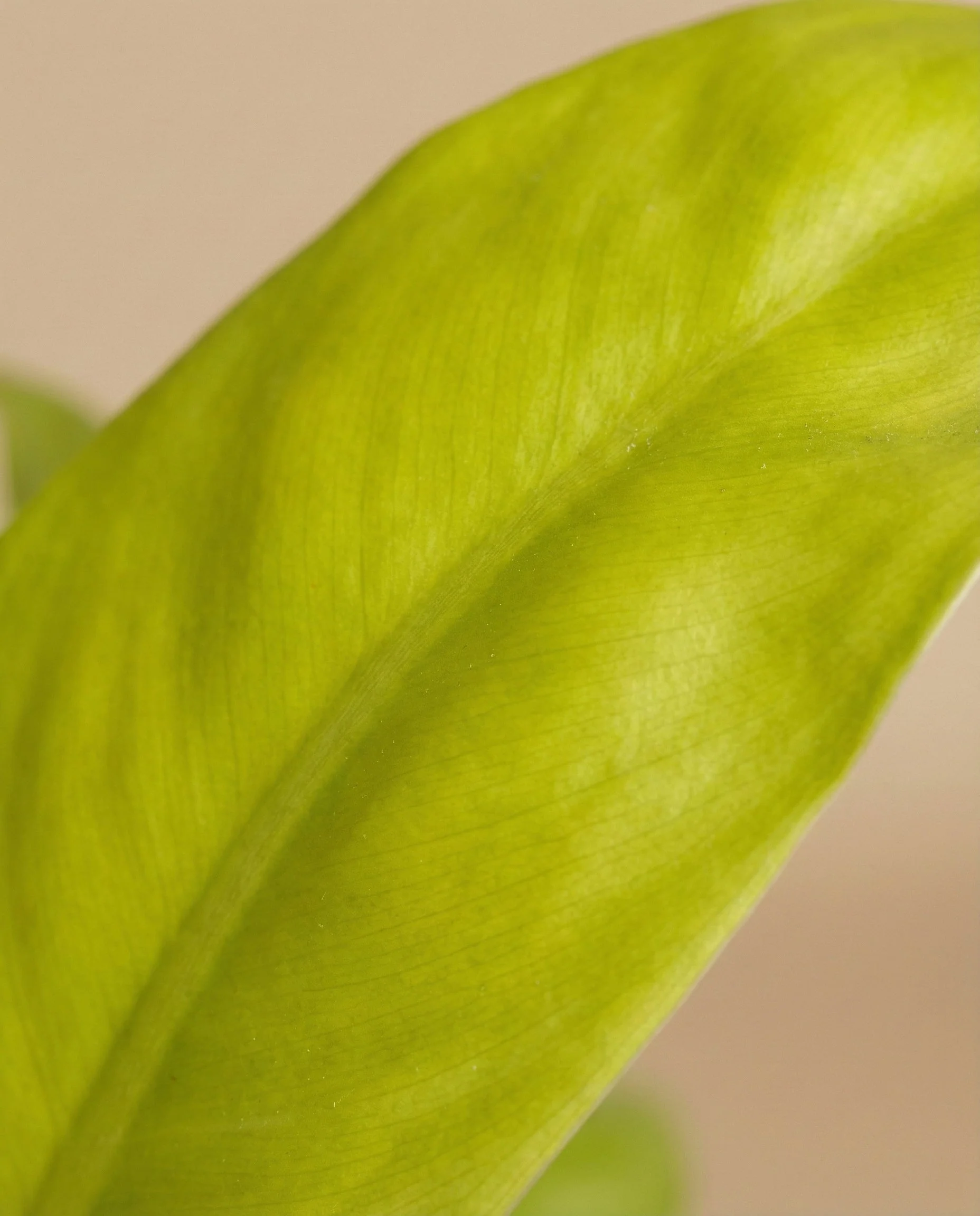 Philodendron 'Ceylon Gold' • feey - Image 10