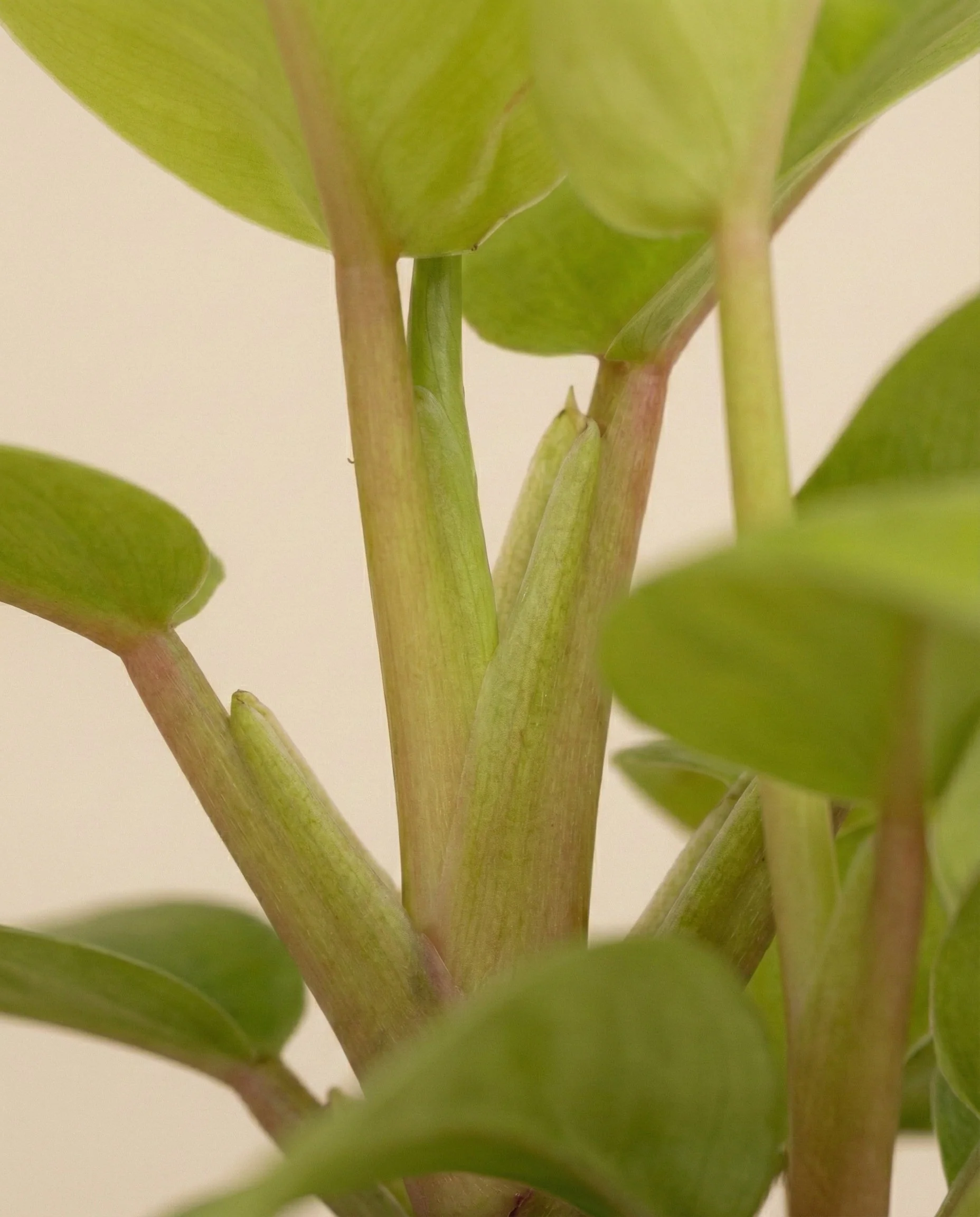 Philodendron 'Ceylon Gold' • feey - Image 11