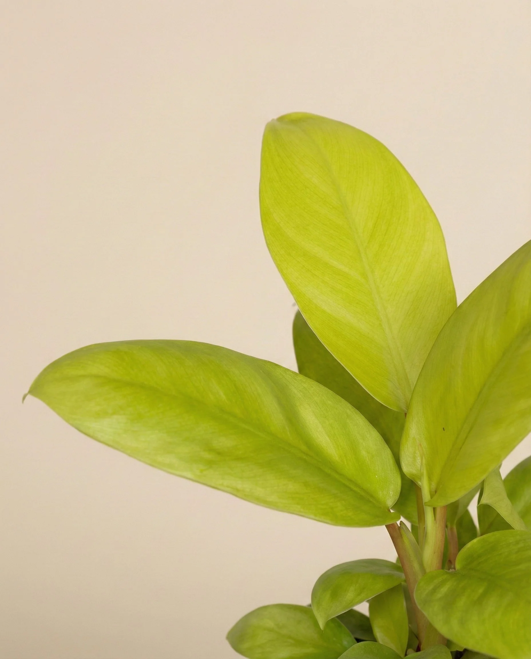 Philodendron 'Ceylon Gold' • feey - Image 12