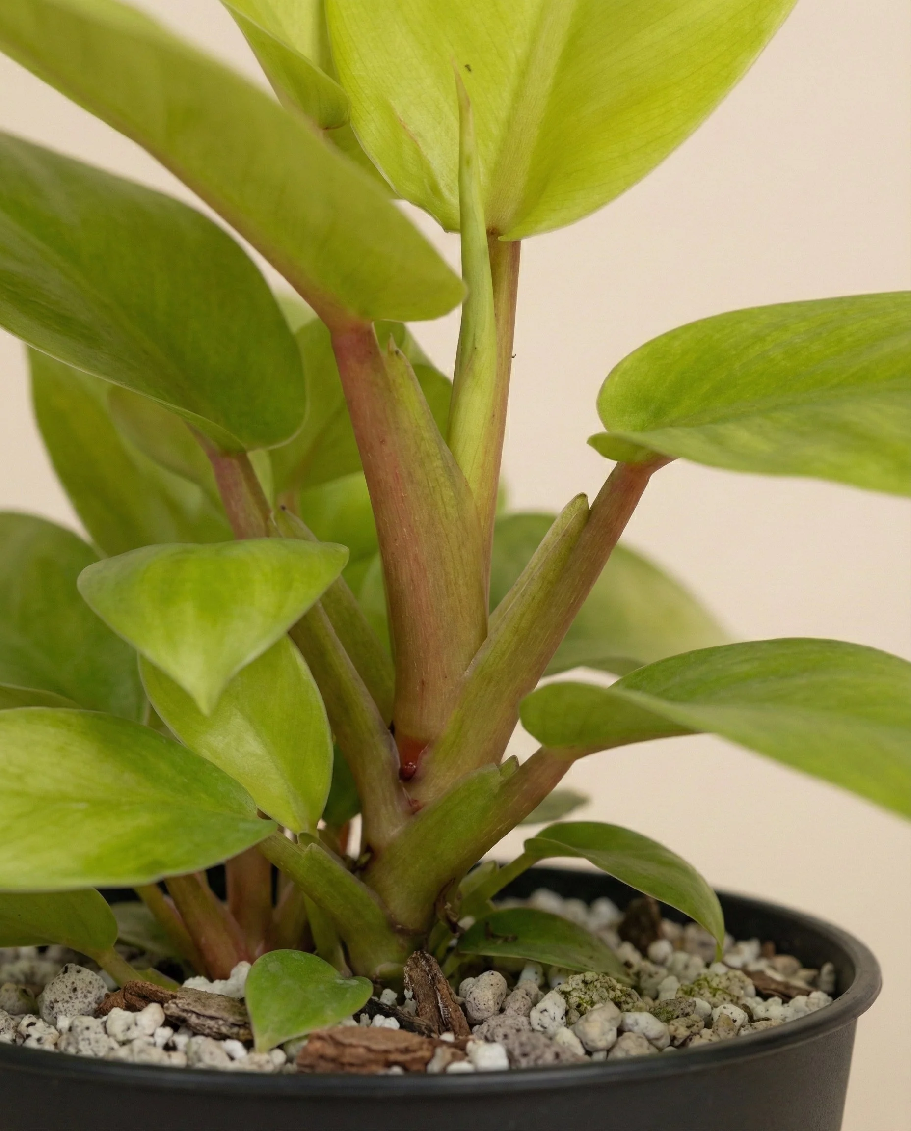 Philodendron 'Ceylon Gold' • feey - Image 13