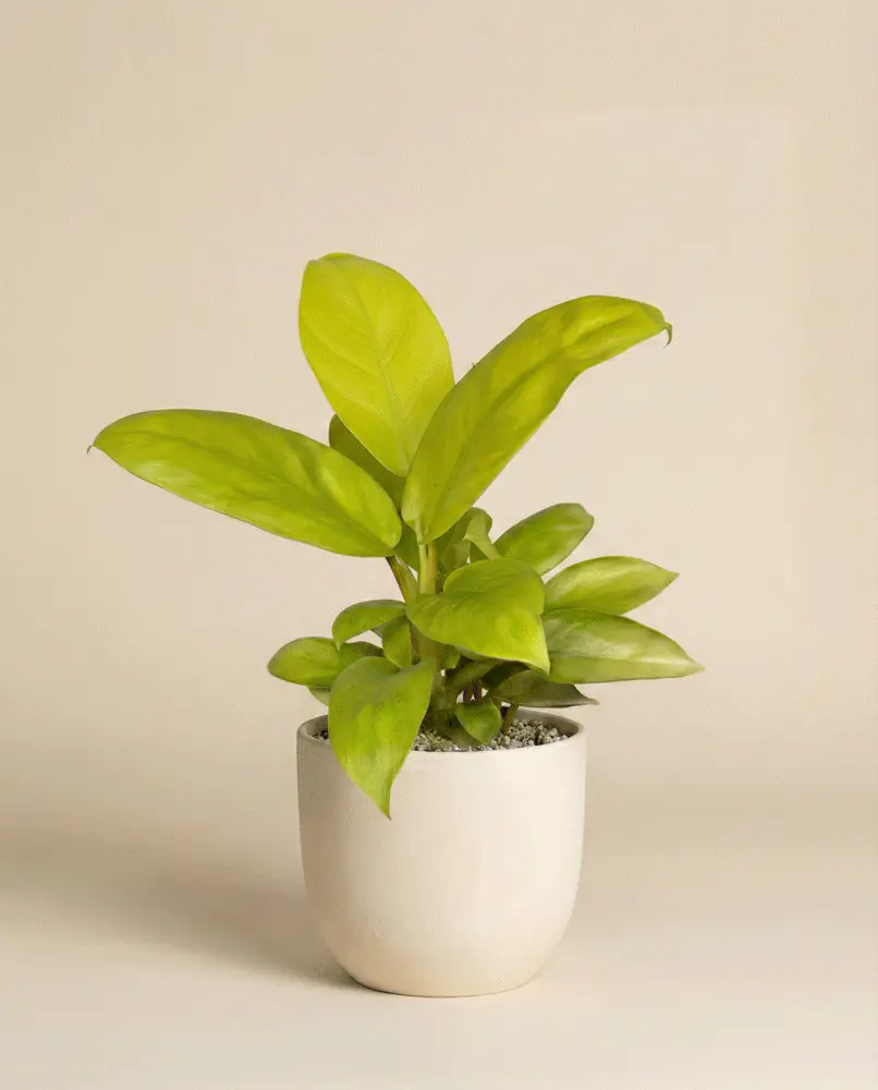 Philodendron 'Ceylon Gold' • feey - Image 4