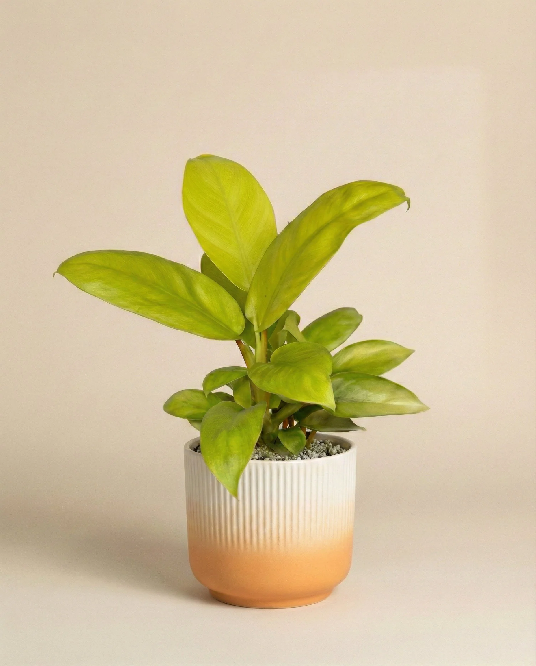 Philodendron 'Ceylon Gold' • feey - Image 5