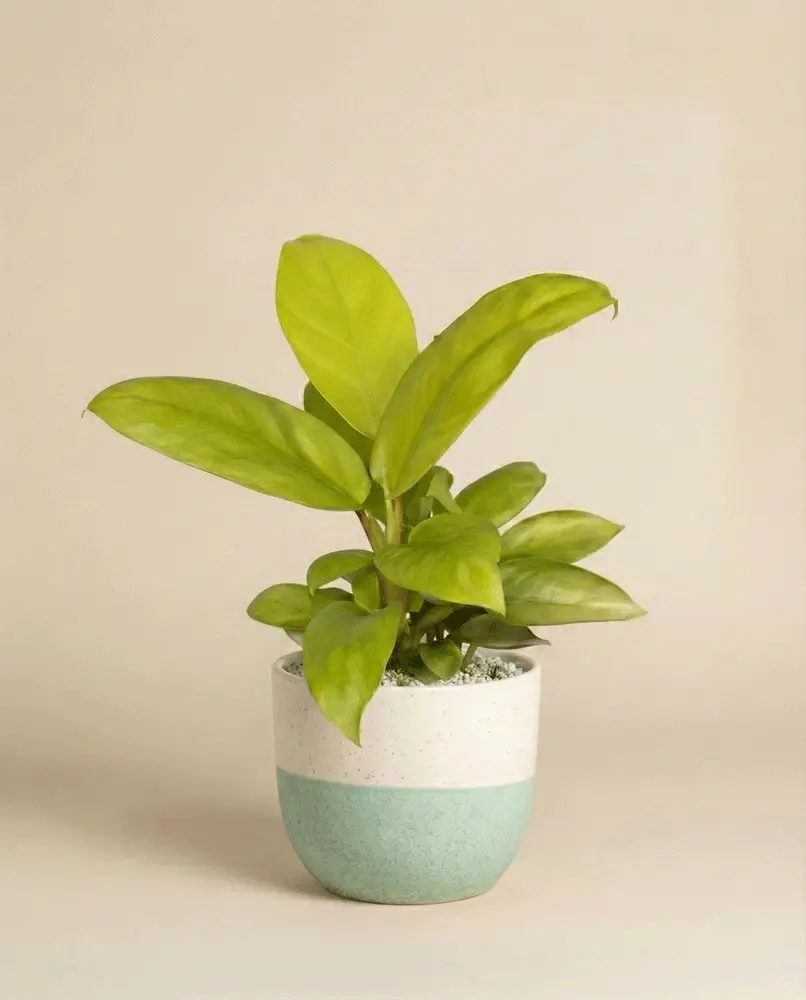 Philodendron 'Ceylon Gold' • feey - Image 6