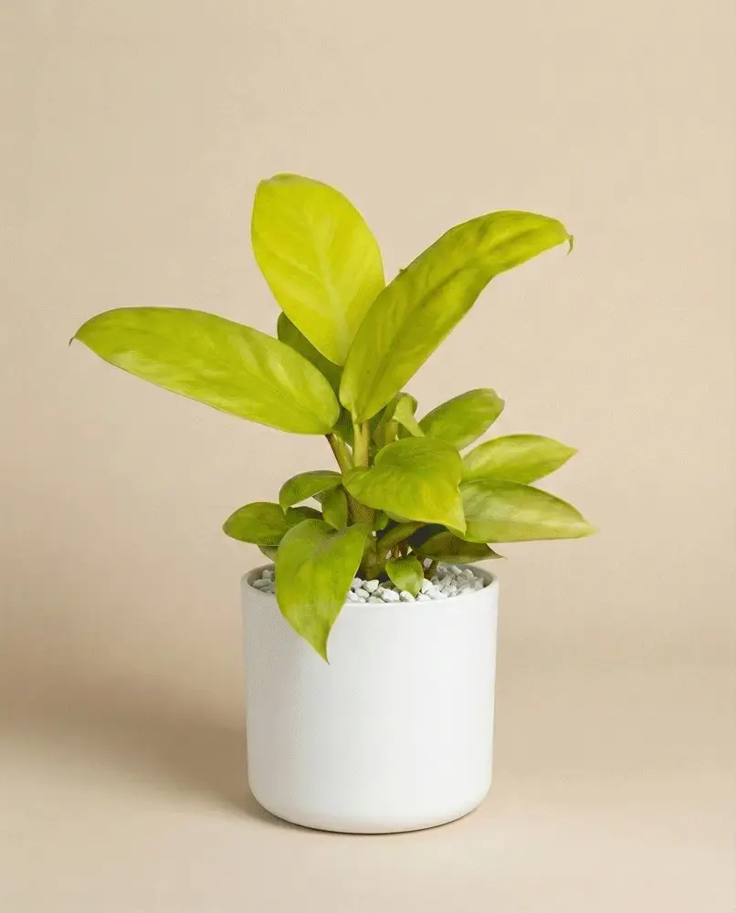 Philodendron 'Ceylon Gold' • feey - Image 7