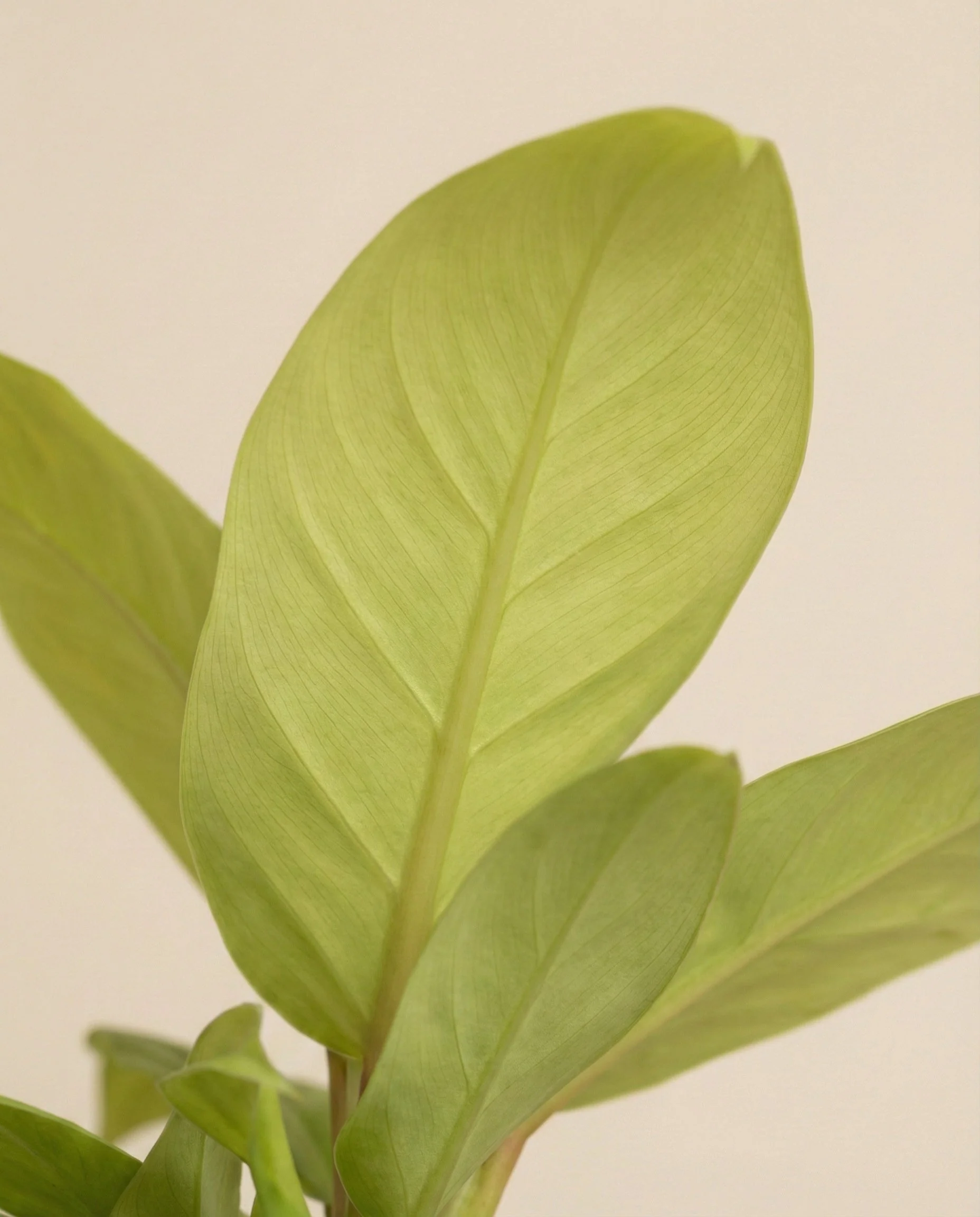 Philodendron 'Ceylon Gold' • feey - Image 9