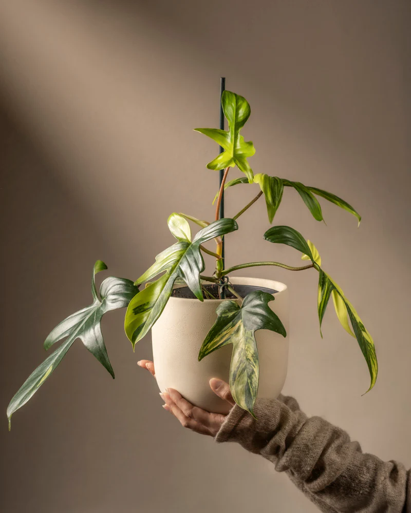 Philodendron 'Florida Beauty'