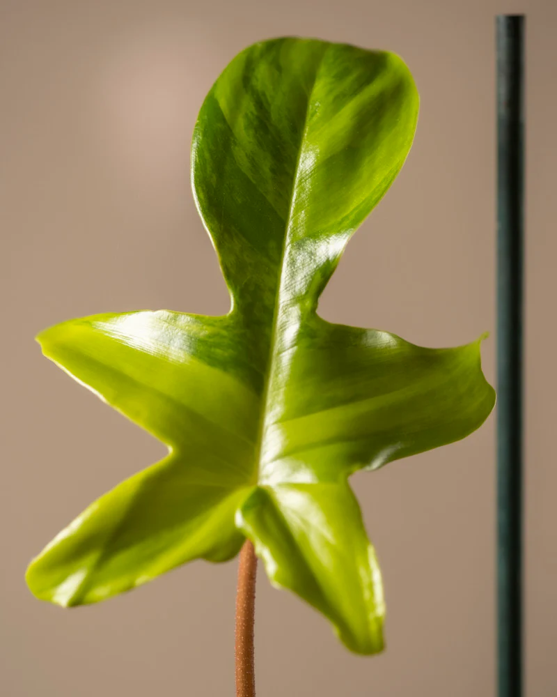 Philodendron 'Florida Beauty' - Image 10