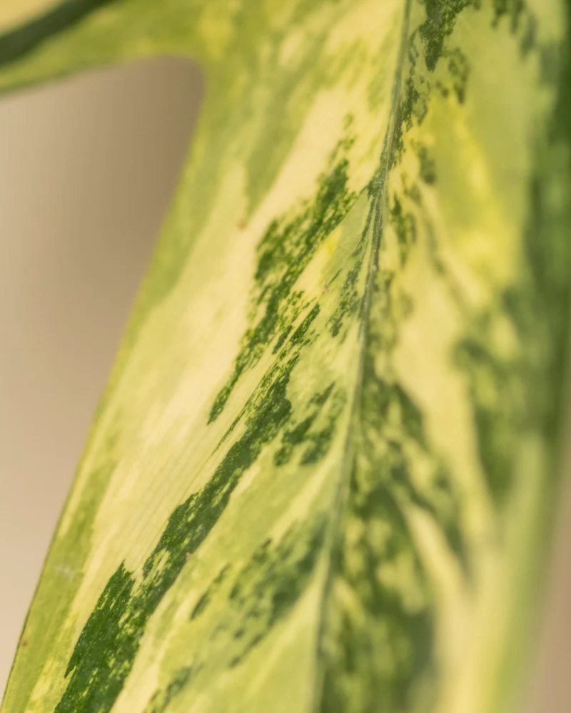 Philodendron 'Florida Beauty' - Image 11