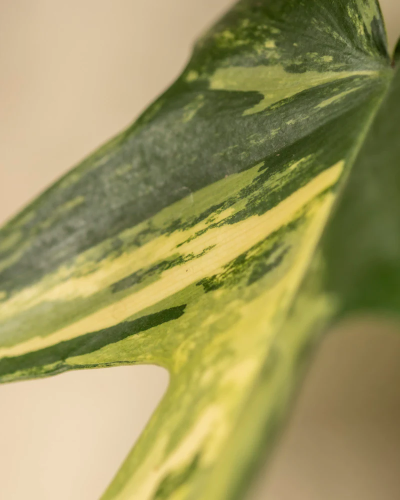 Philodendron 'Florida Beauty' - Image 12
