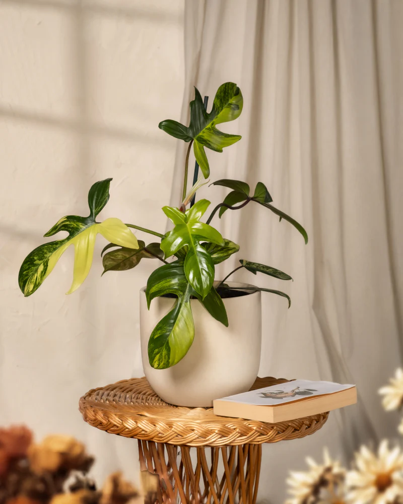 Philodendron 'Florida Beauty' - Image 4