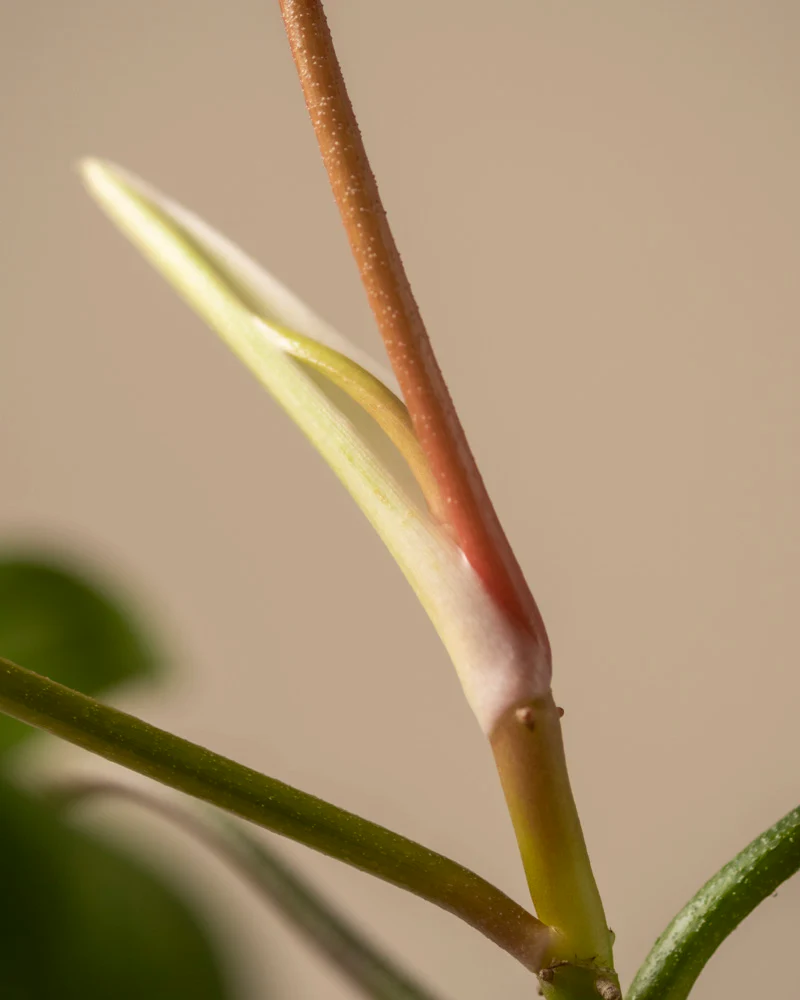 Philodendron 'Florida Beauty' - Image 9