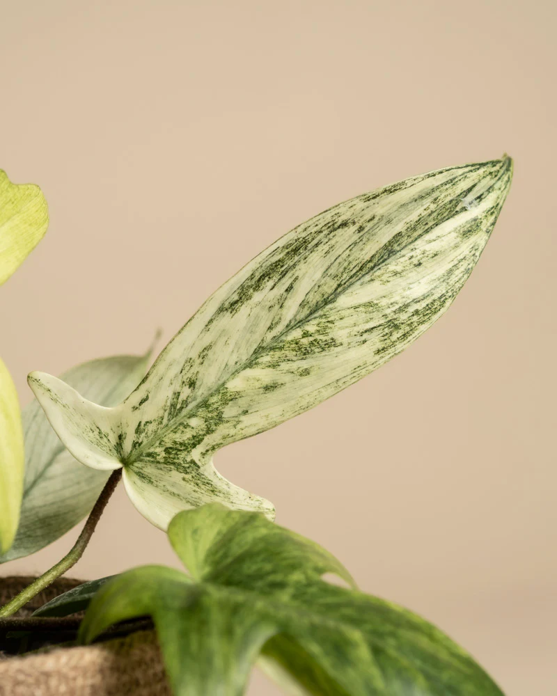 Philodendron 'Florida Ghost' - Image 10