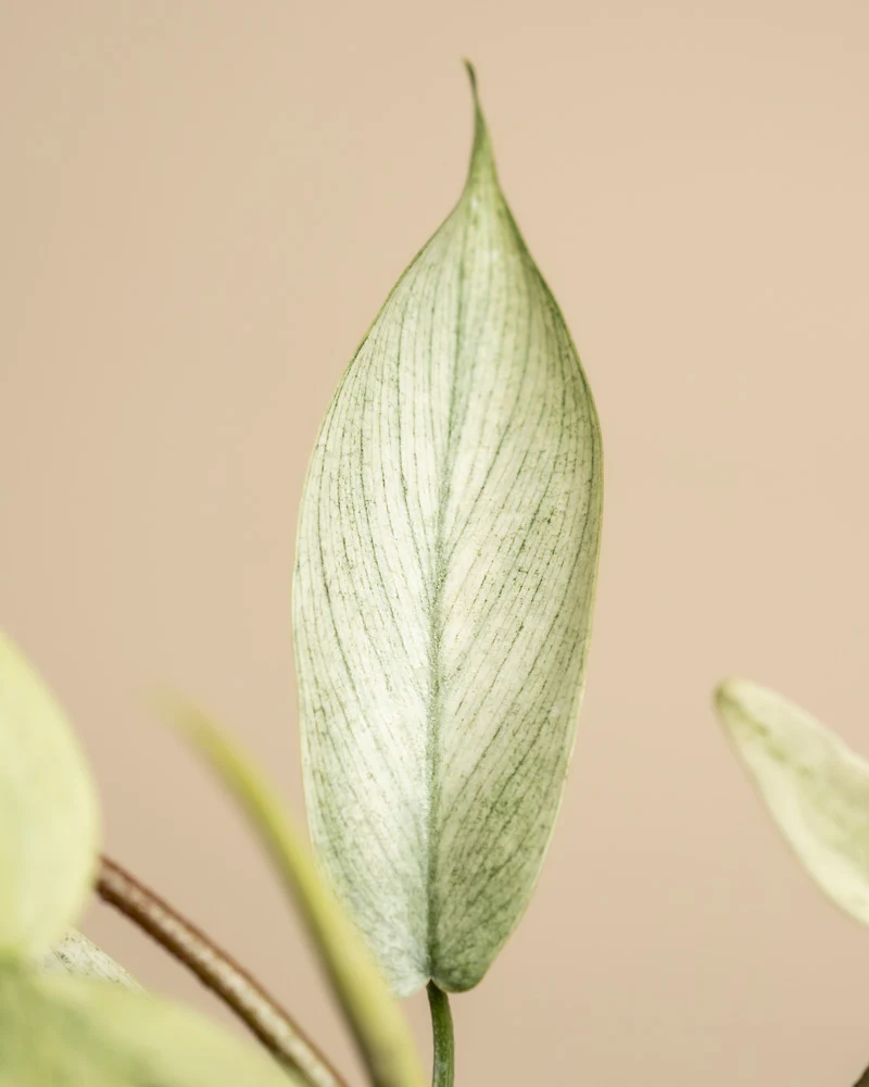 Philodendron 'Florida Ghost' - Image 12