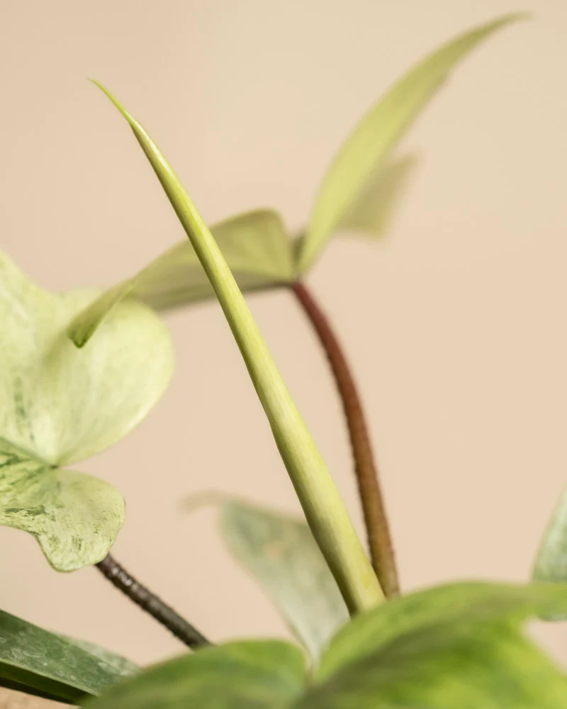 Philodendron 'Florida Ghost' - Image 13