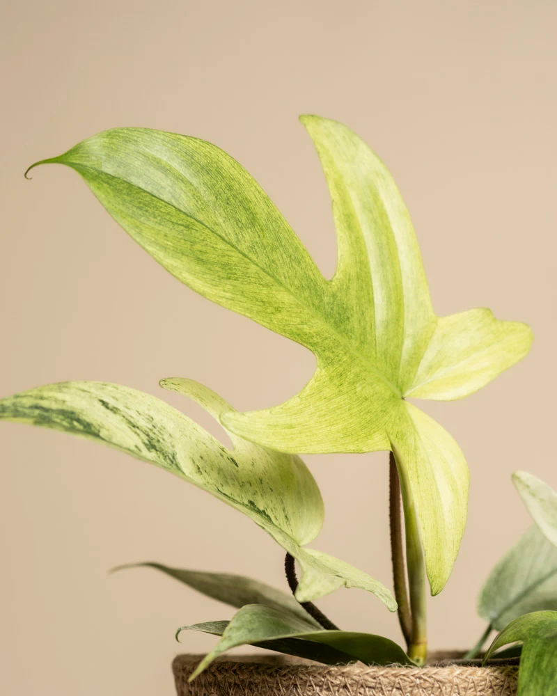 Philodendron 'Florida Ghost' - Image 2