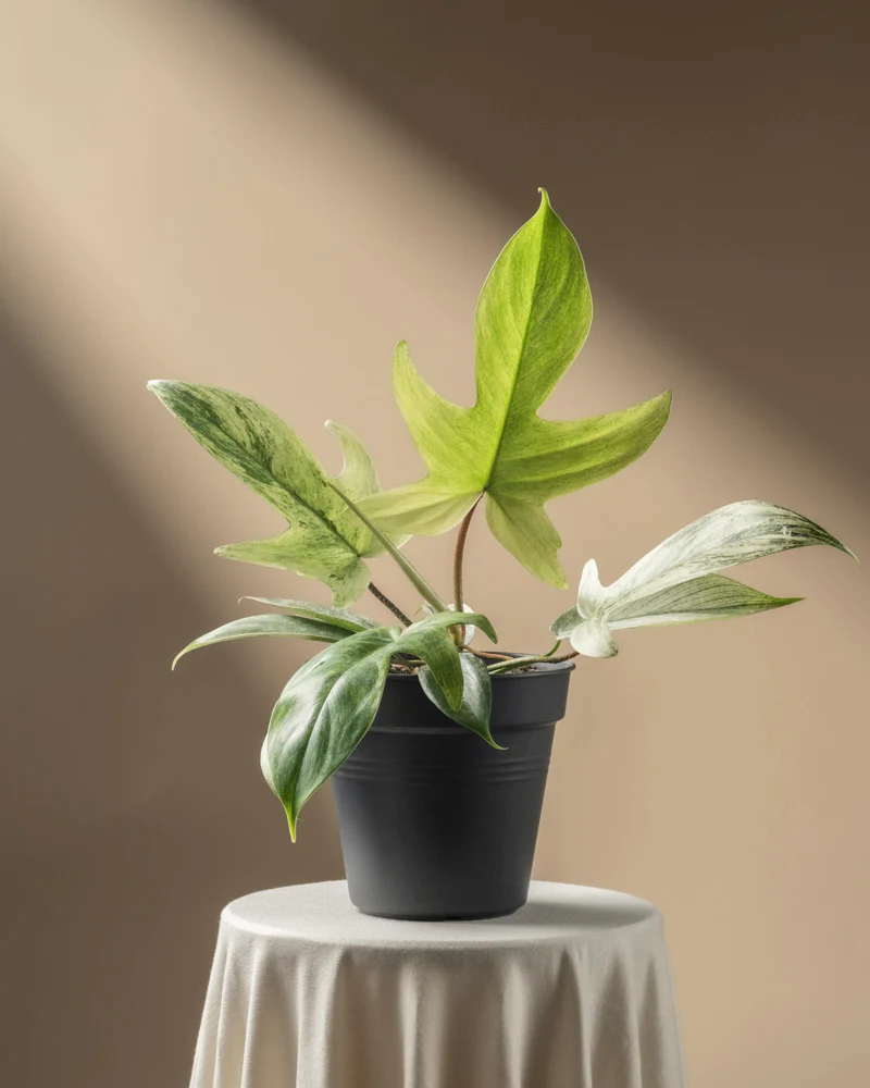 Philodendron 'Florida Ghost' - Image 3