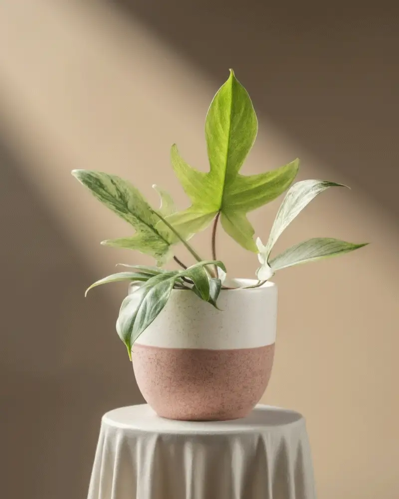 Philodendron 'Florida Ghost' - Image 5