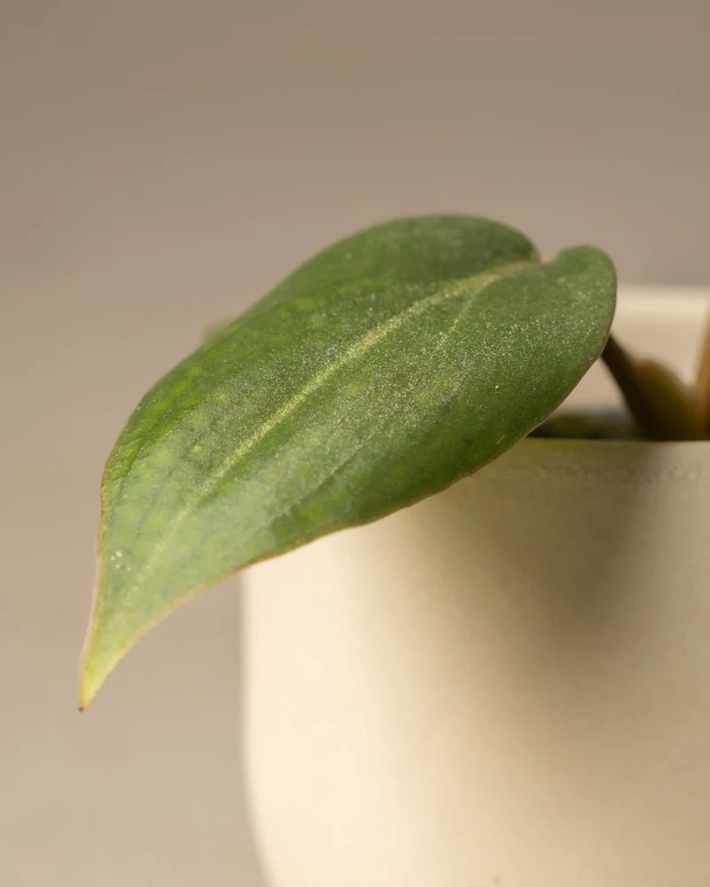 Philodendron gloriosum Babypflanze - Image 8