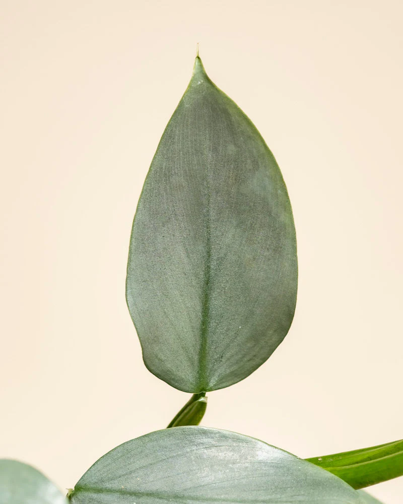 Philodendron hastatum • feey - Image 10