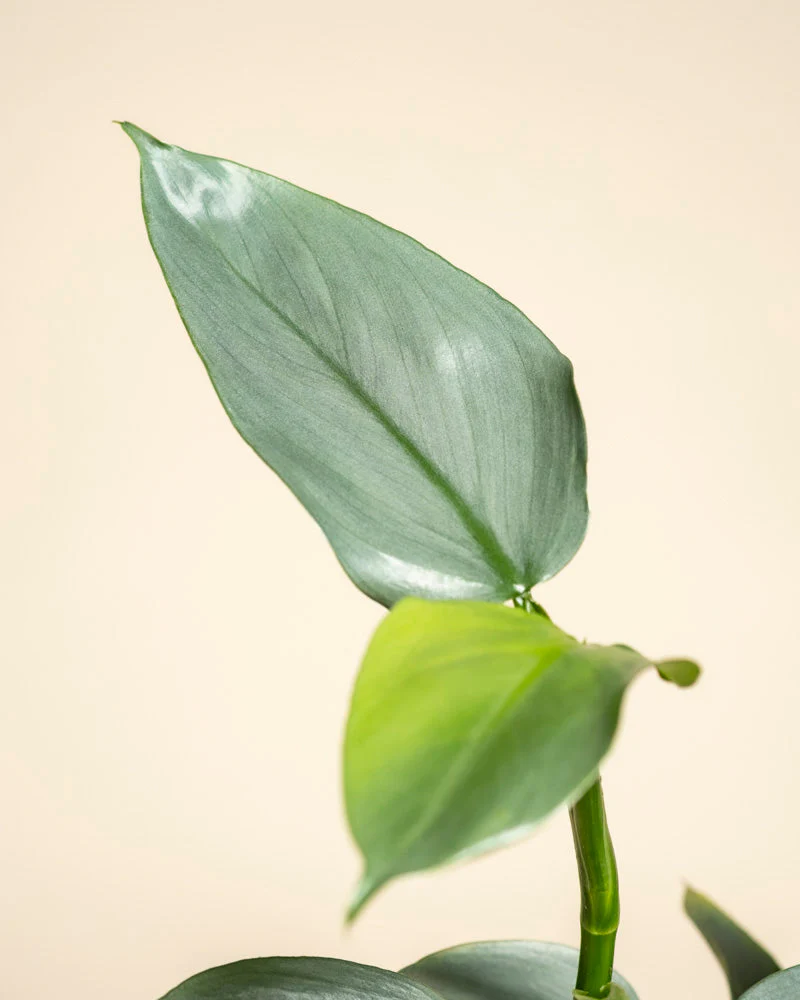 Philodendron hastatum • feey - Image 11