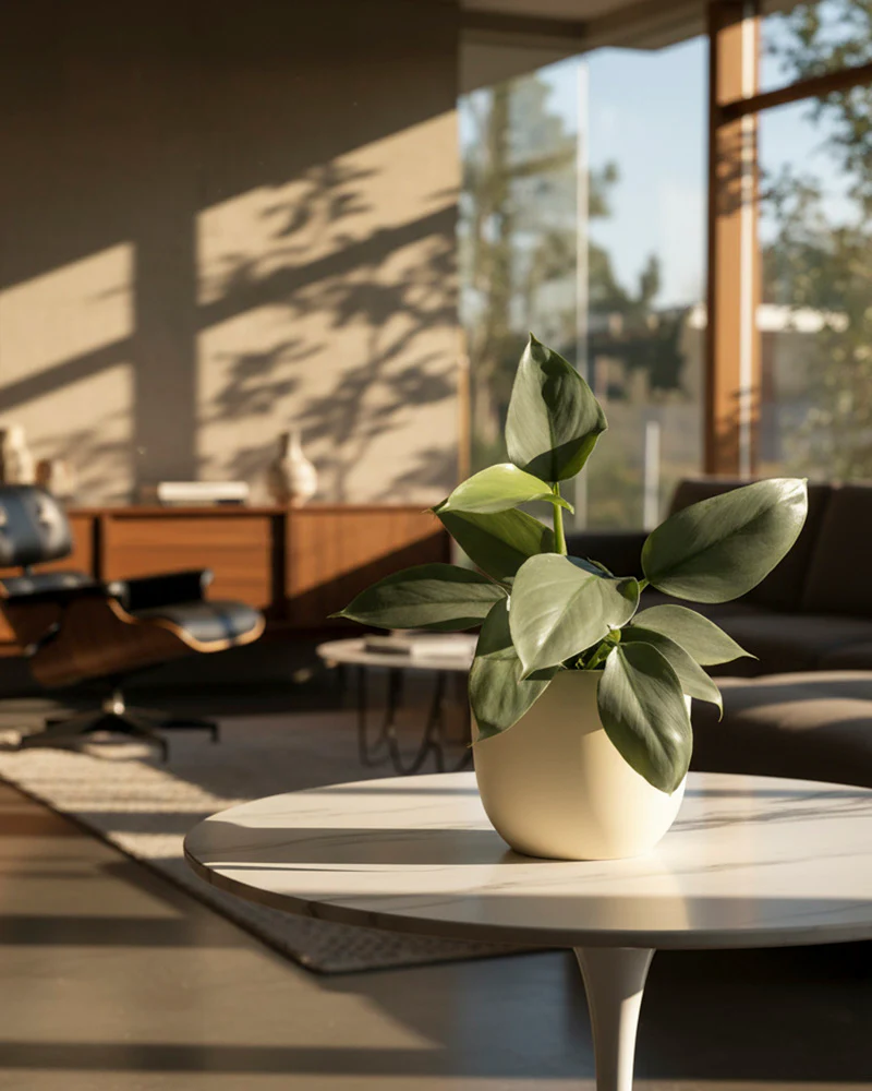 Philodendron hastatum • feey - Image 14