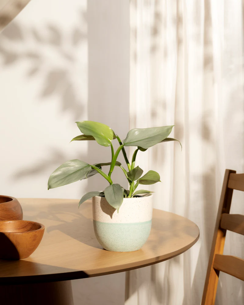 Philodendron hastatum • feey - Image 15
