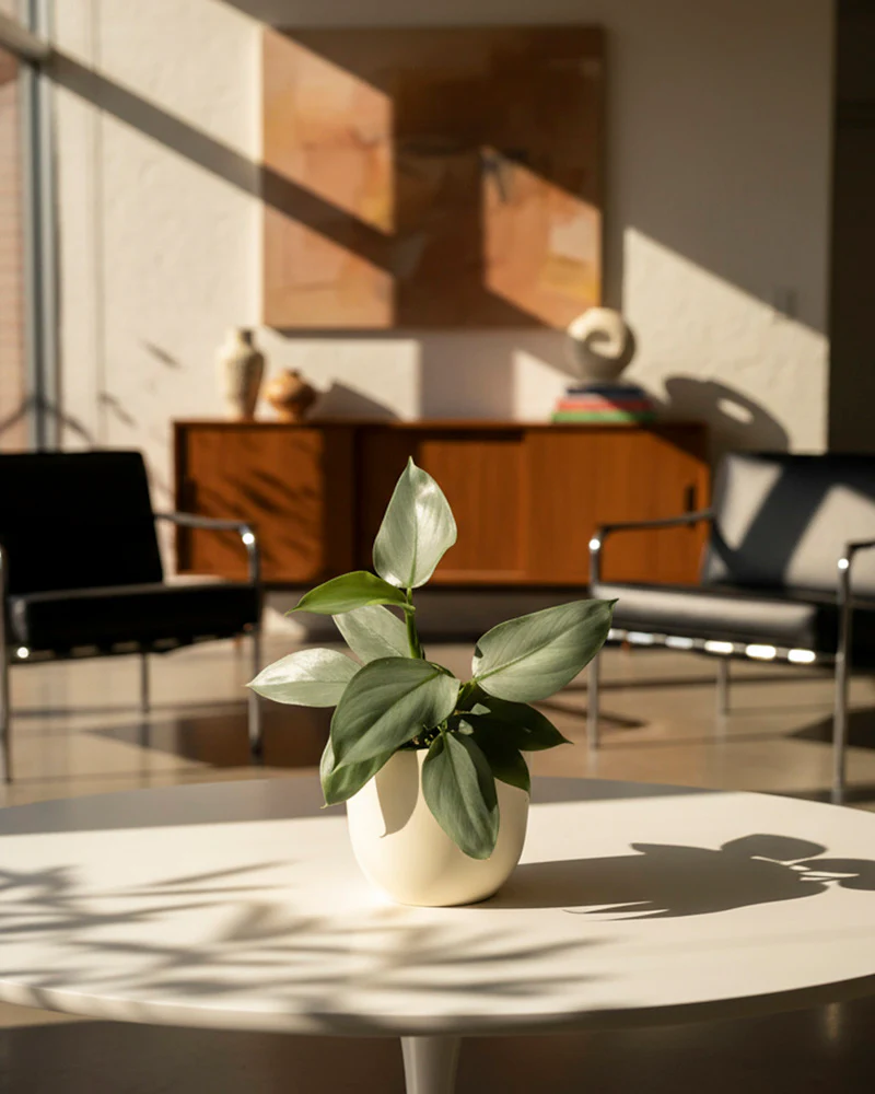 Philodendron hastatum • feey - Image 4