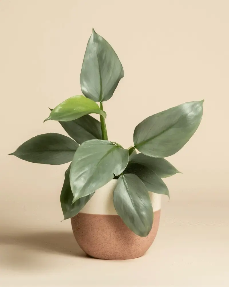 Philodendron hastatum • feey - Image 5