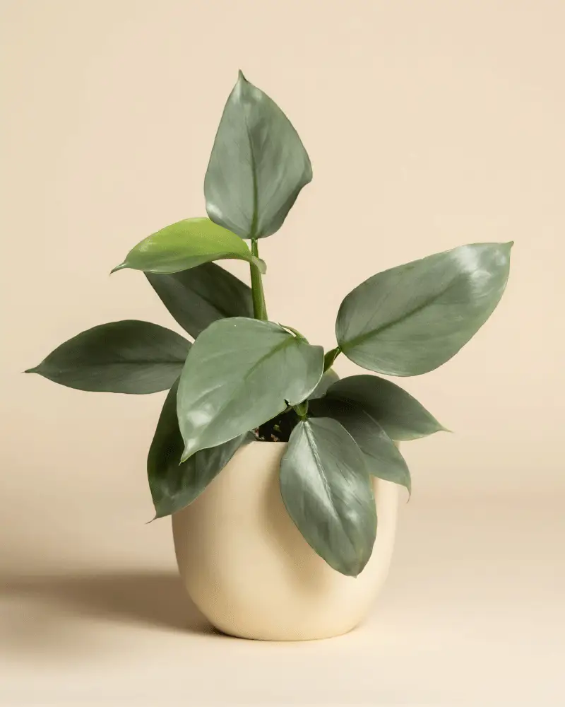 Philodendron hastatum • feey - Image 6