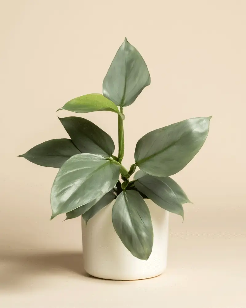 Philodendron hastatum • feey - Image 7