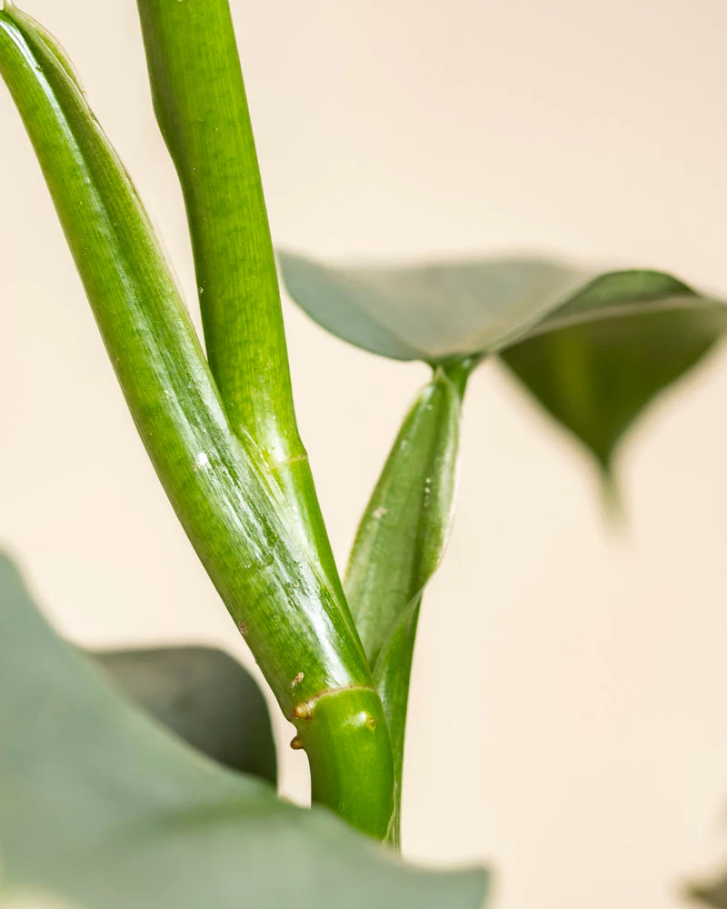 Philodendron hastatum • feey - Image 9