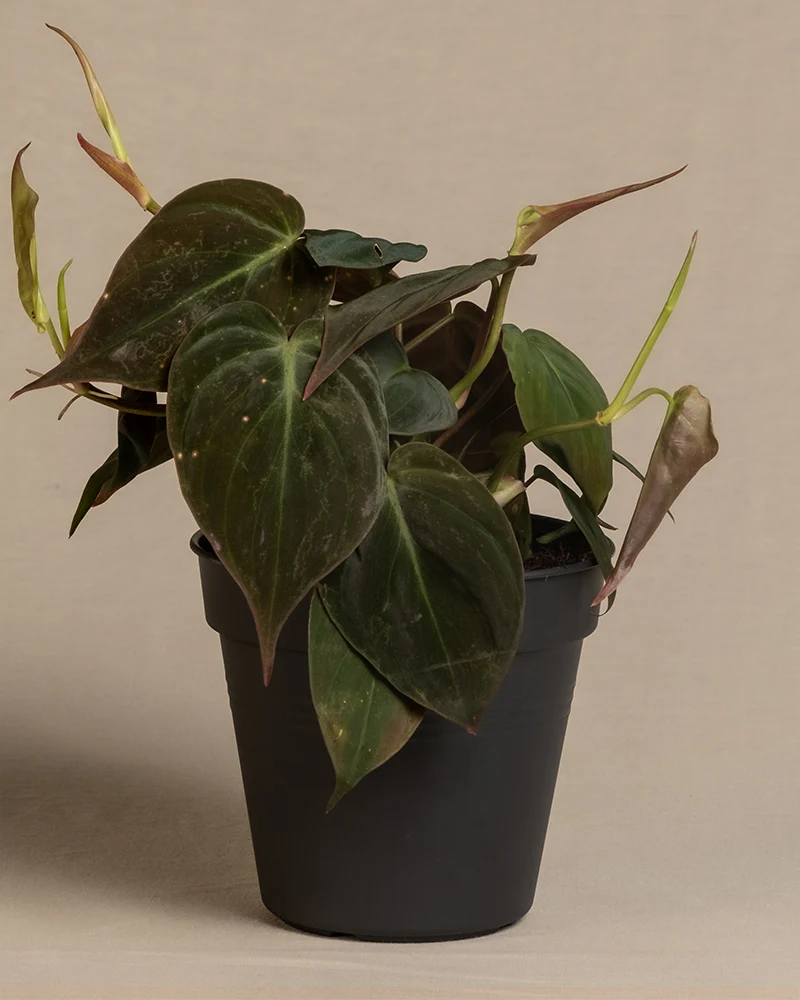 Philodendron micans - Image 3