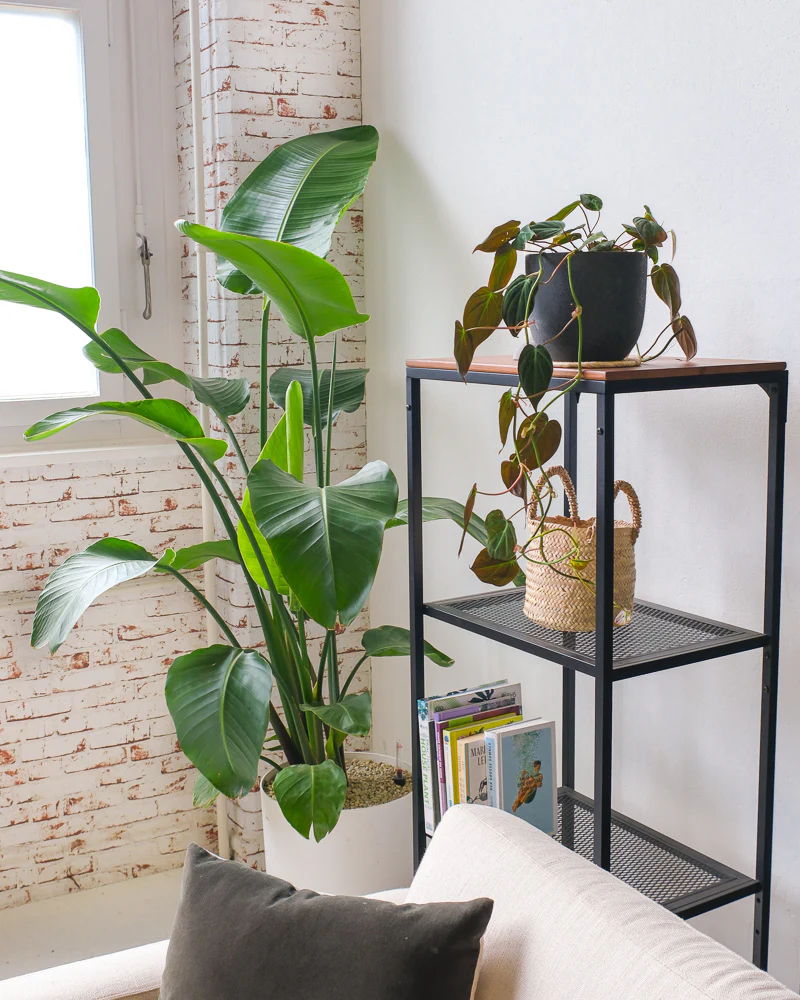 Philodendron micans - Image 4