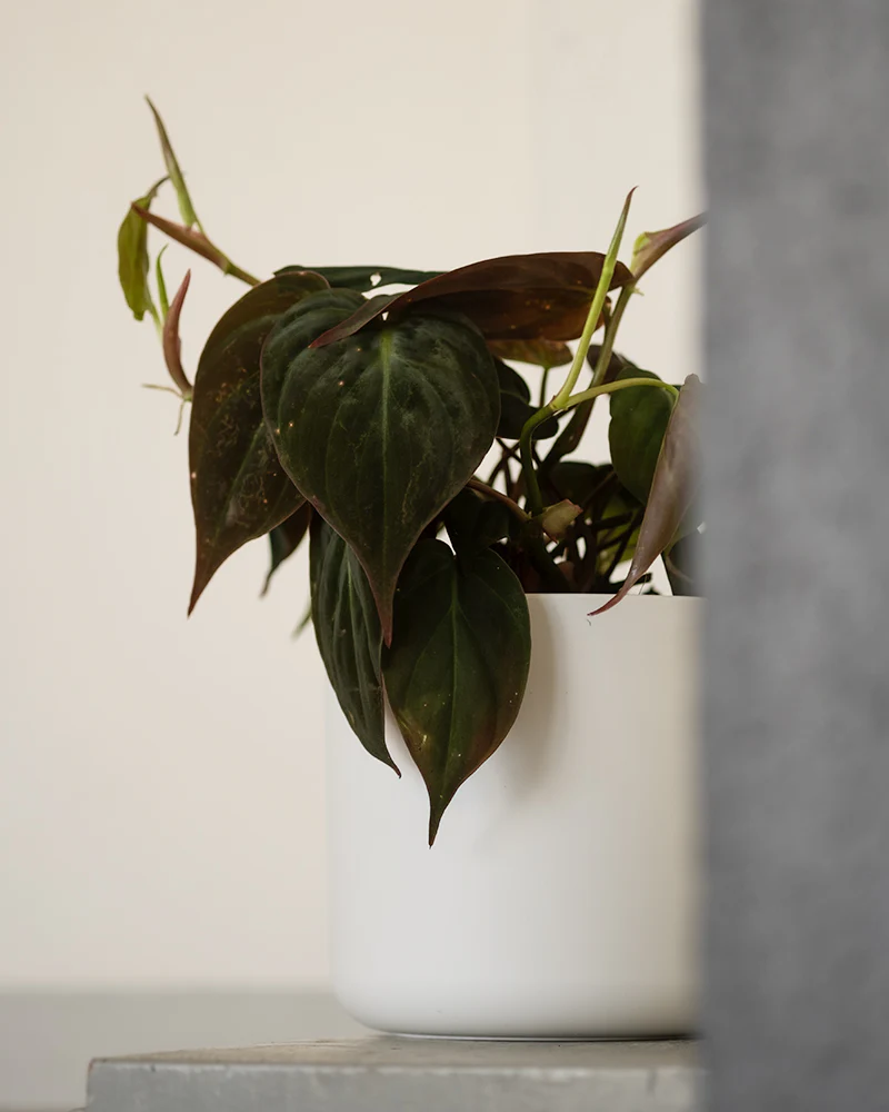 Philodendron micans - Image 5