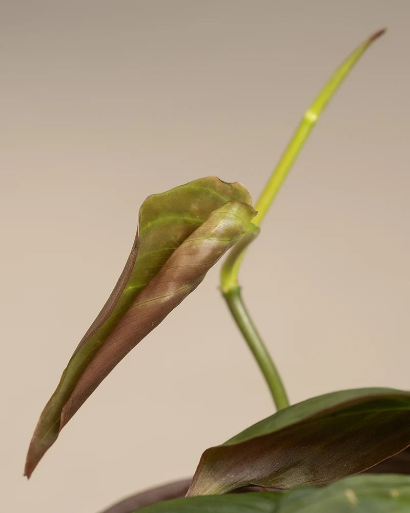 Philodendron micans - Image 6