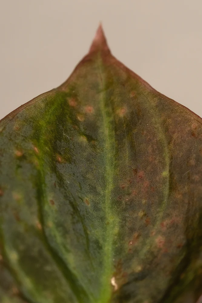 Philodendron micans - Image 7