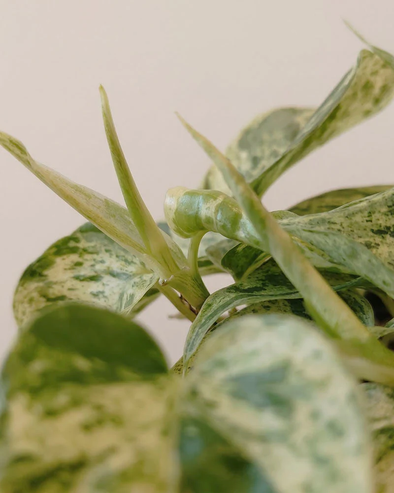Philodendron 'Oxycardium Variegata' • feey - Image 10