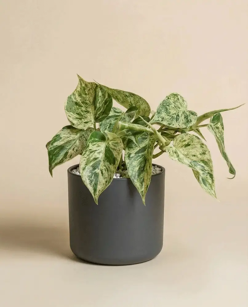 Philodendron 'Oxycardium Variegata' • feey - Image 6