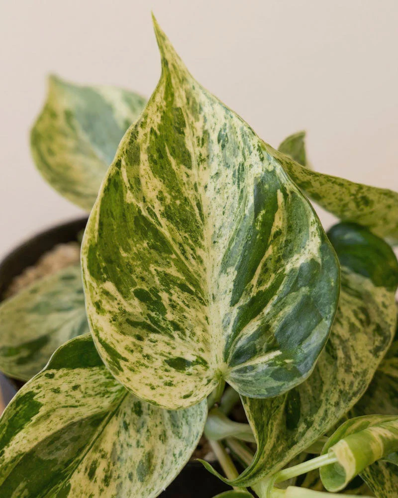 Philodendron 'Oxycardium Variegata' • feey - Image 9