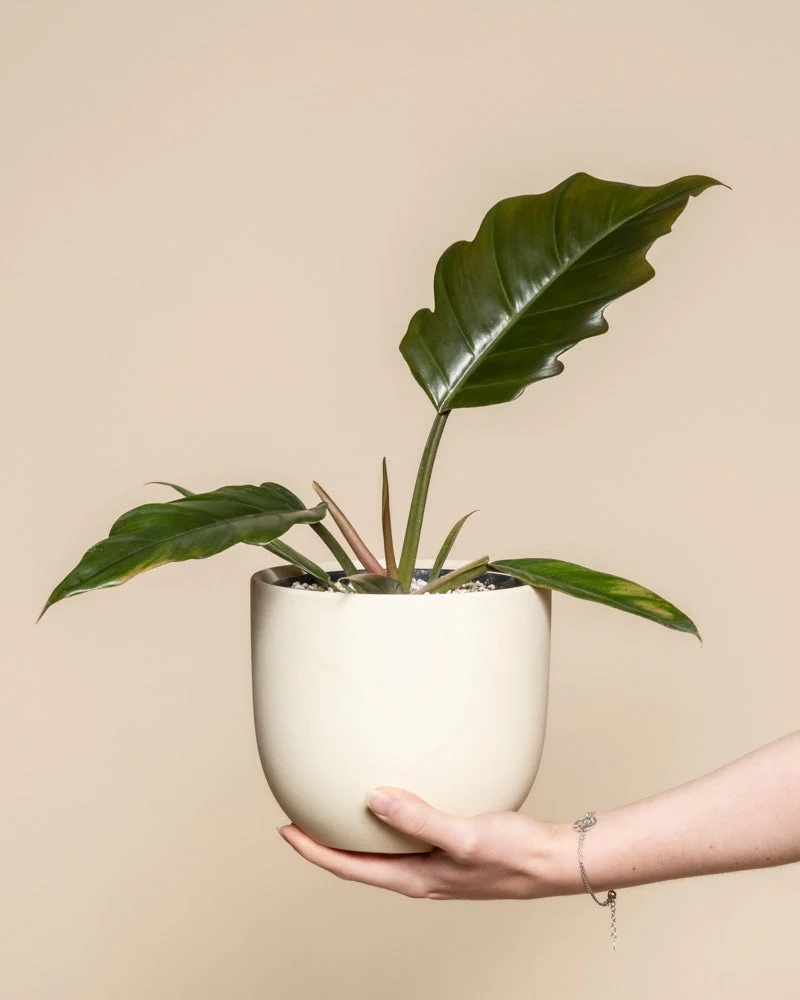 Philodendron 'Pluto' • feey