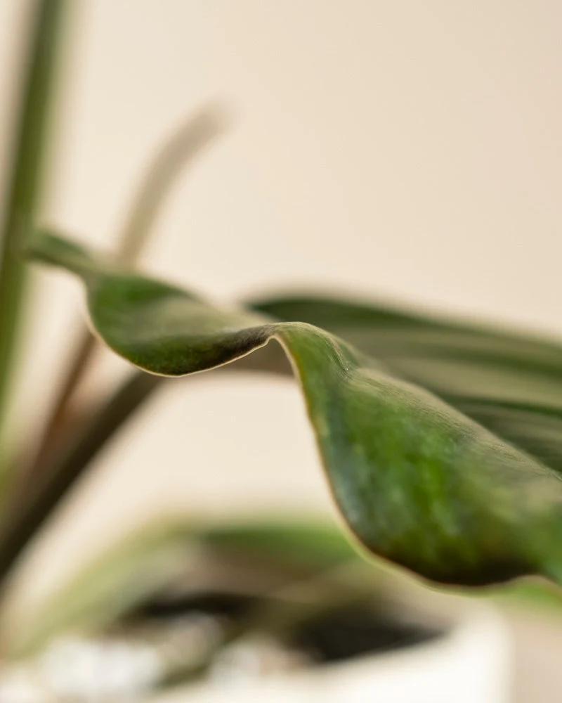 Philodendron 'Pluto' • feey - Image 10