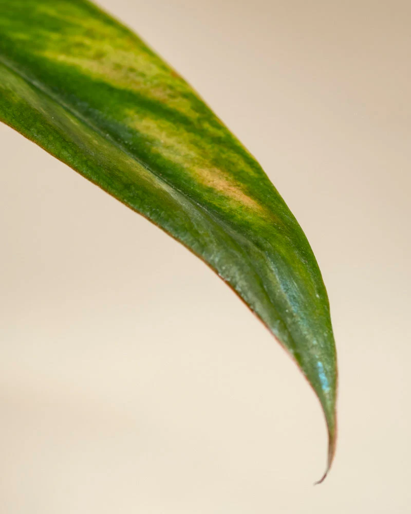 Philodendron 'Pluto' • feey - Image 12