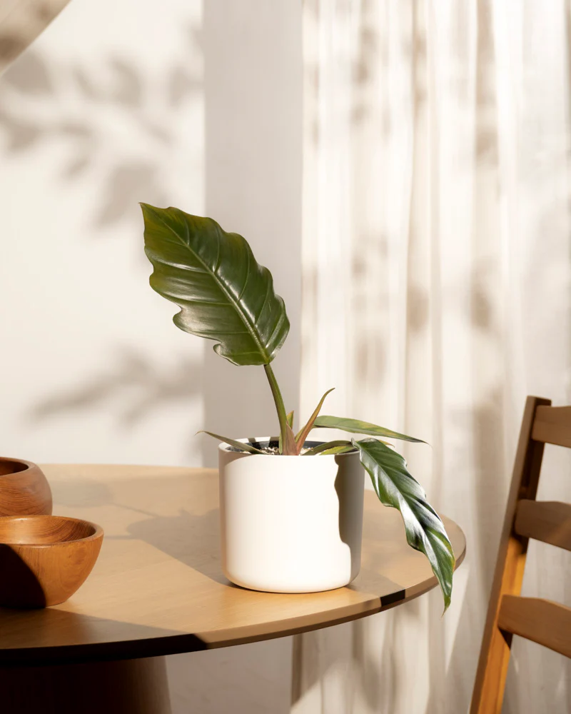 Philodendron 'Pluto' • feey - Image 14