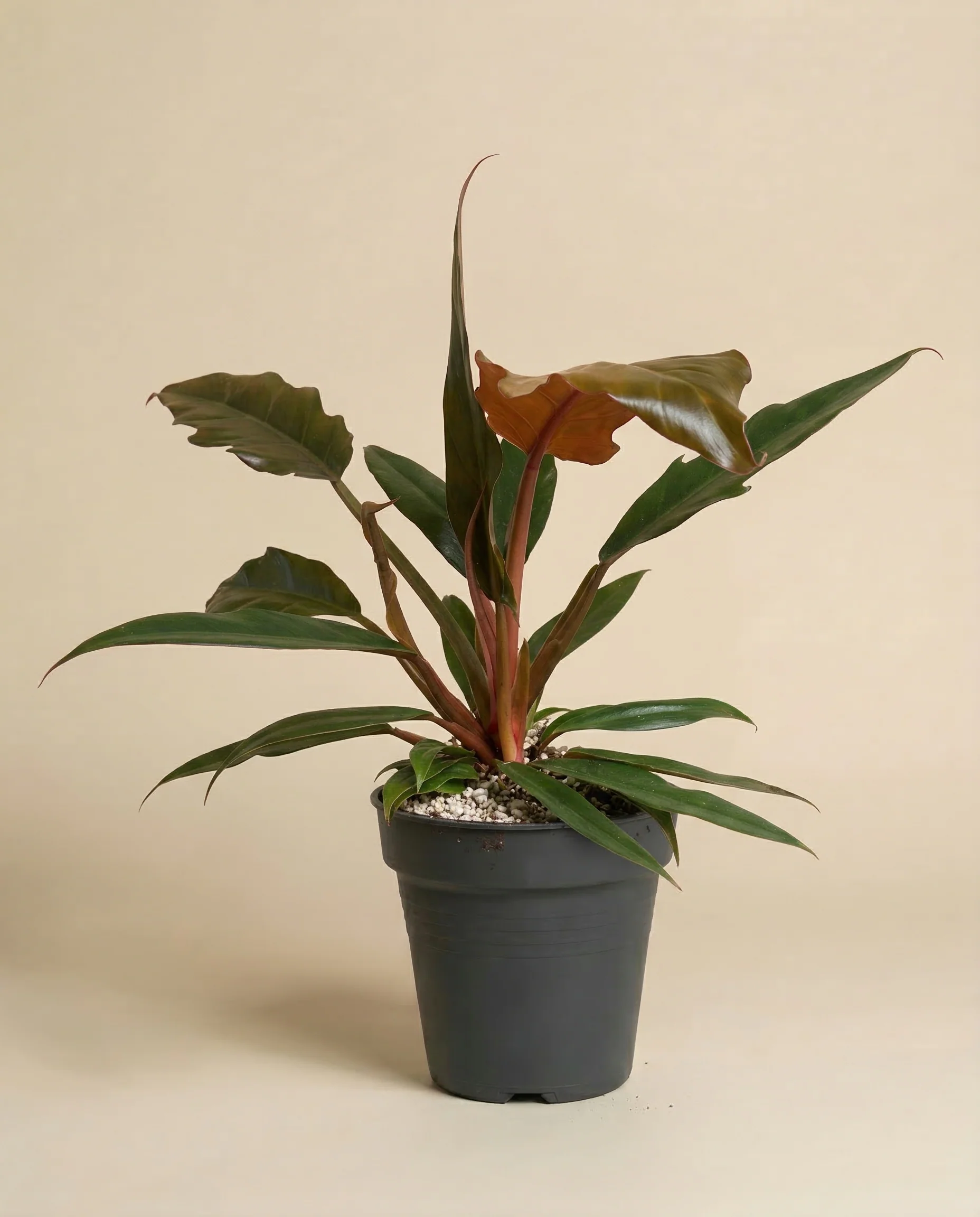 Philodendron 'Pluto' • feey - Image 3