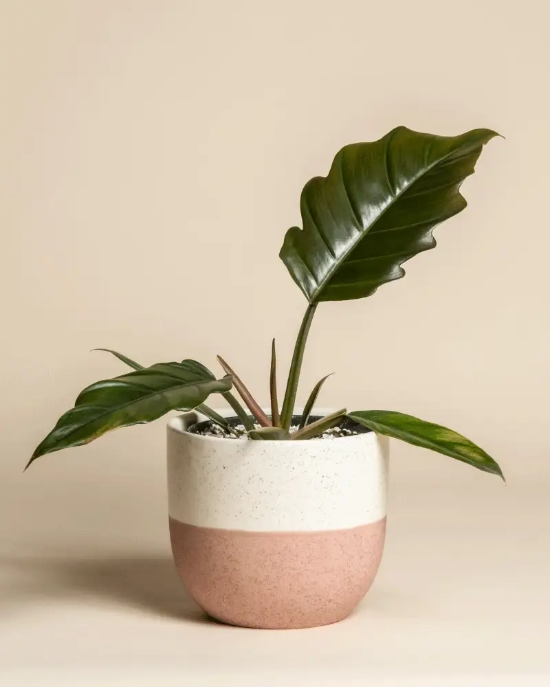Philodendron 'Pluto' • feey - Image 5
